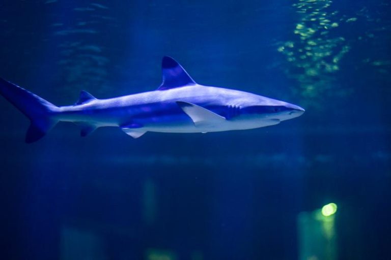 Odkryj Oceanarium w Kielcach: Jak w pełni wykorzystać bon turystyczny i co warto zobaczyć?