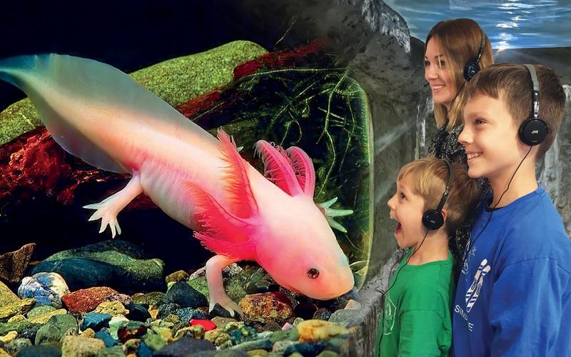 Odkryj Oceanarium Zakopane: Fascynujący Świat Ryb i Ich Podwodnych Przyjaciół