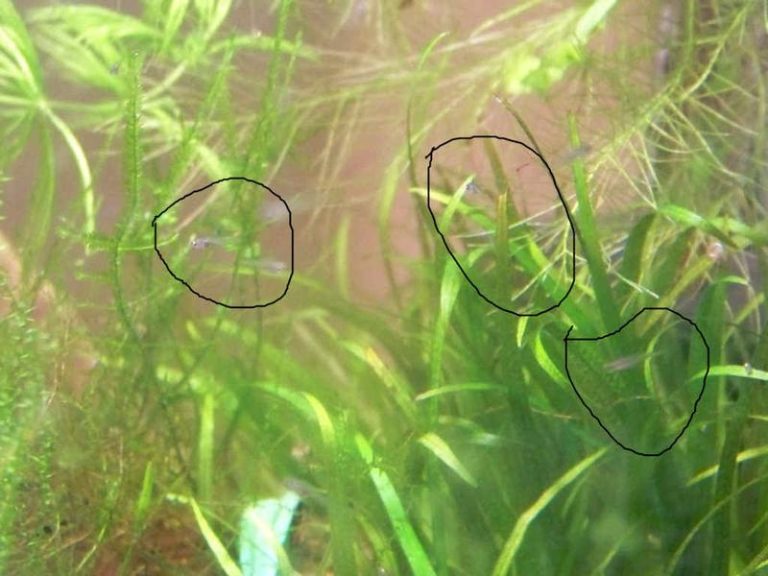 Odkryj sekrety udanego rozmnażania rybek danio w twoim akwarium