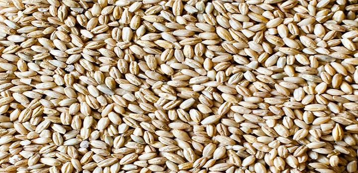 Sekrety przygotowania pęczaku jako skutecznej przynęty na ryby – przewodnik dla wędkarzy