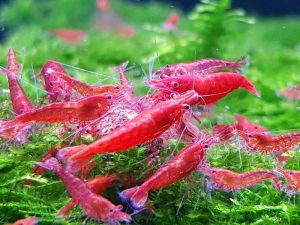 Sekrety rozmnażania krewetek red cherry – proste sposoby na sukces w Twoim akwarium