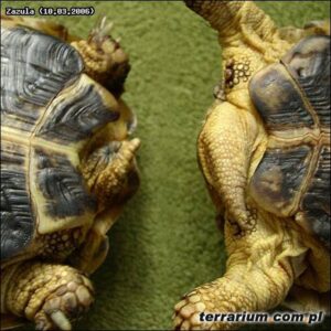 Tajemnice prokreacji żółwi: jak odbywa się ich rozmnażanie?