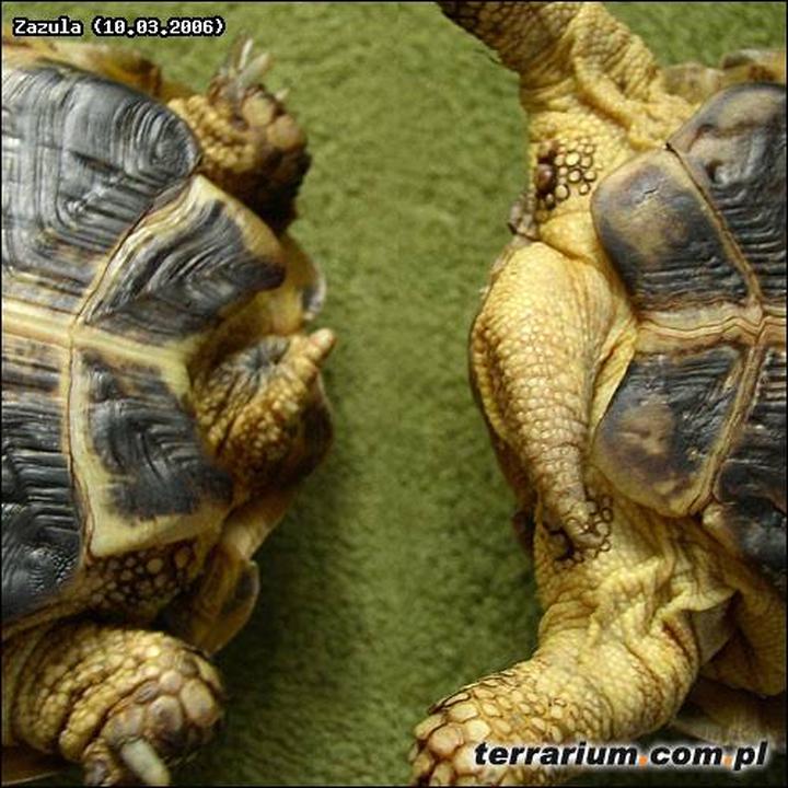 Tajemnice prokreacji żółwi: jak odbywa się ich rozmnażanie?