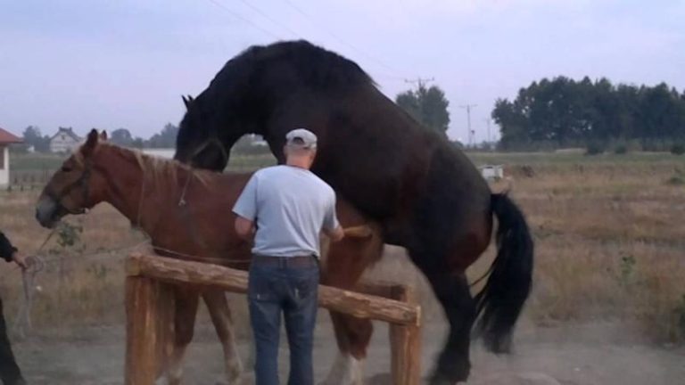 Tajemnice rozmnażania koni – odkryj, jak przebiega ich reprodukcja i poród