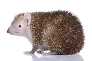 Tajemnice życia jeży: jak rozmnażają się i jak dbać o młode?