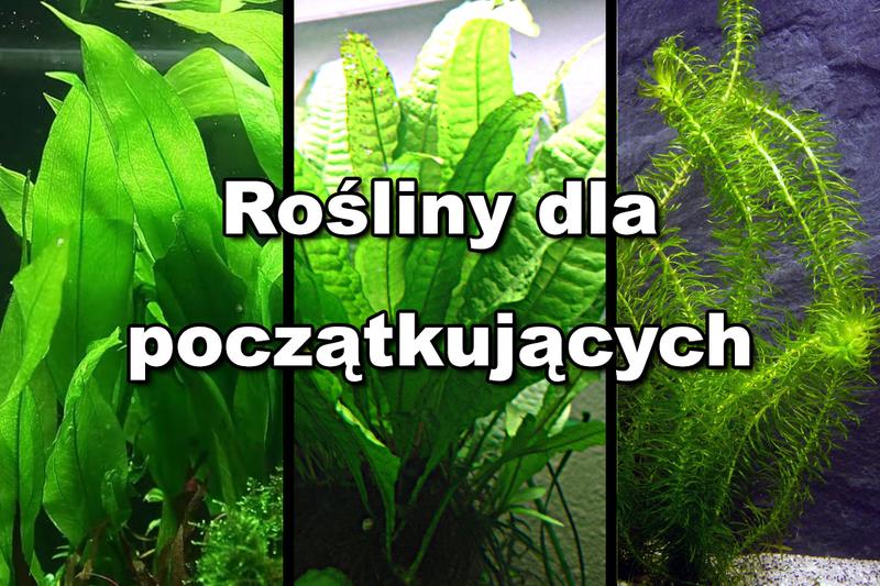 Zanurz się w pięknie: rośliny na korzeń do akwarium, które zachwycą i nie potrzebują wysiłku w pielęgnacji