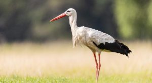 Zaskakująca dieta bociana białego – czym się żywi ten majestatyczny ptak?