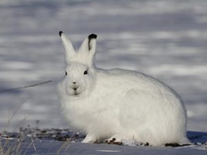 Zaskakująca dieta zająca polarnego – co kryje się w jego jadłospisie?