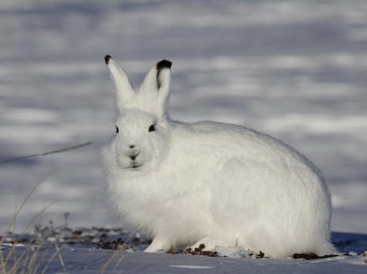 Zaskakująca dieta zająca polarnego – co kryje się w jego jadłospisie?
