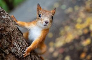 Zaskakujące fakty o życiu wiewiórek: jak przebiega ich rozmnażanie i opieka nad młodymi