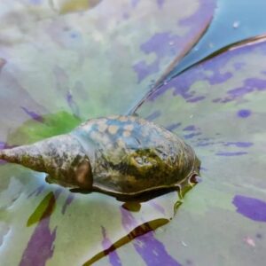 Zaskakujące metody rozmnażania ślimaków wodnych – odkryj ich niezwykłe zwyczaje!