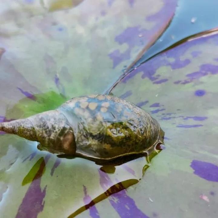 Zaskakujące metody rozmnażania ślimaków wodnych – odkryj ich niezwykłe zwyczaje!