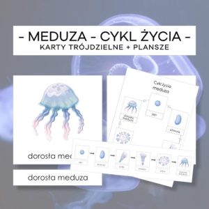 Zaskakujący cykl życia meduz – jak się rozmnażają te fascynujące stworzenia?