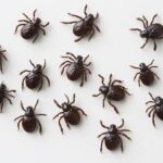 Zrozumienie rozmnażania kleszczy i jego wpływ na nasze zdrowie