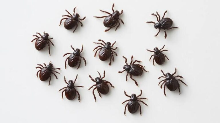 Zrozumienie rozmnażania kleszczy i jego wpływ na nasze zdrowie