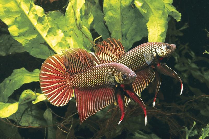 Akwarium dla bojowników