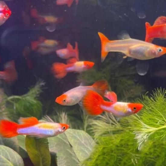 Akwarium dla gupików