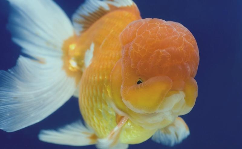 Akwarystyka dla początkujących