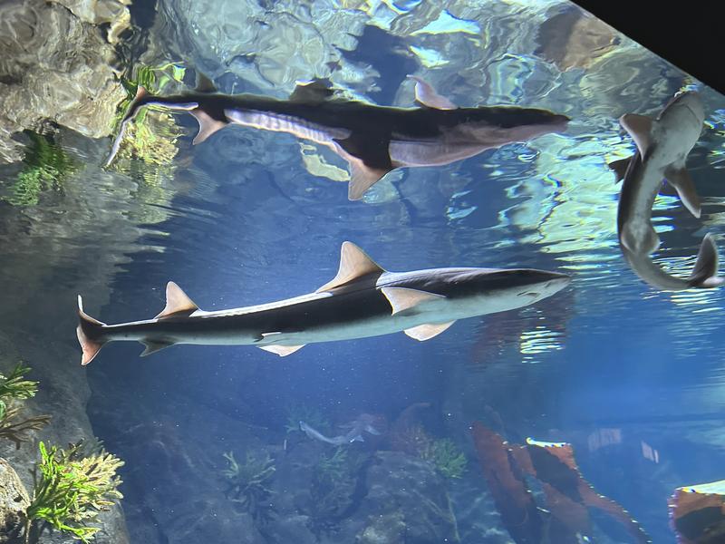 Atrakcje Oceanarium Gdyńskiego