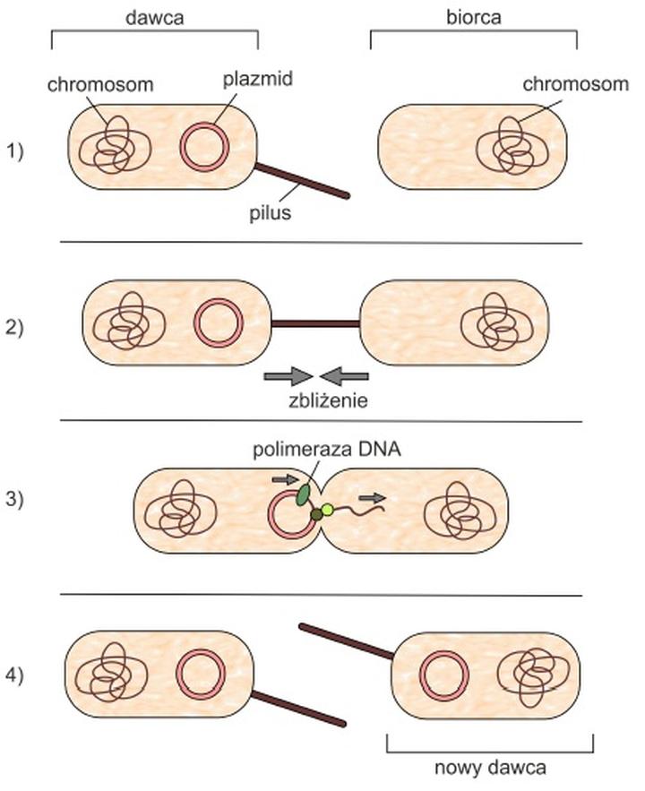 Bakterie ekstremalne