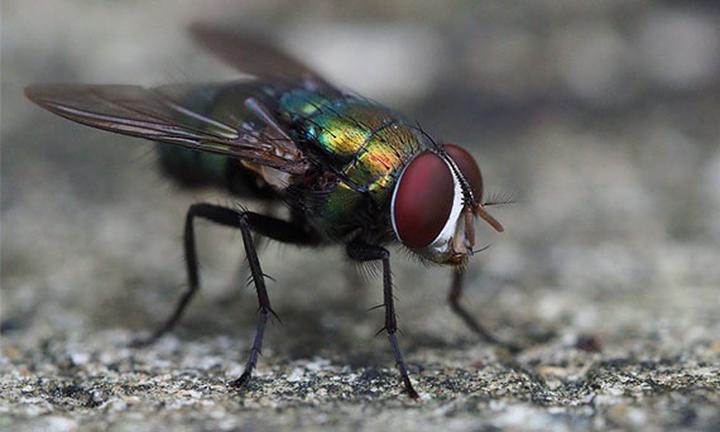 Behawioralne zjawiska much