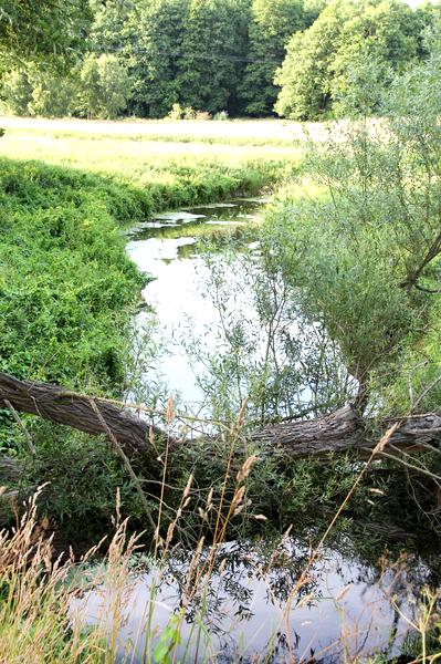 Bioróżnorodność rzeki Świniec