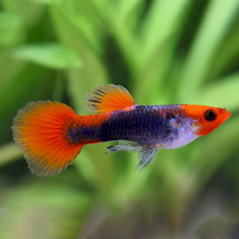 Błędy przy hodowli