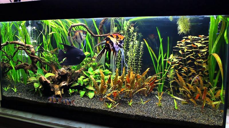 Błędy w hodowli skalarów