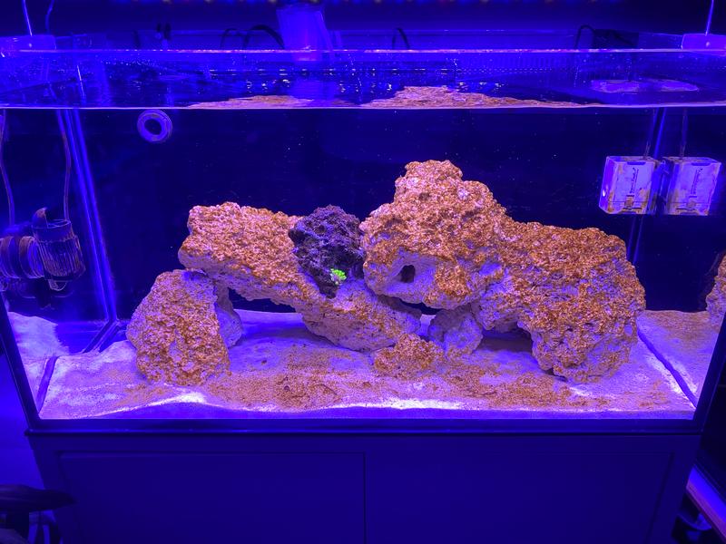 Brunatnica w akwarium