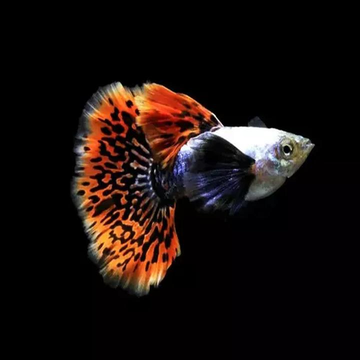 Cechy fizyczne gupika