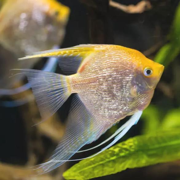 Cechy fizyczne scalara