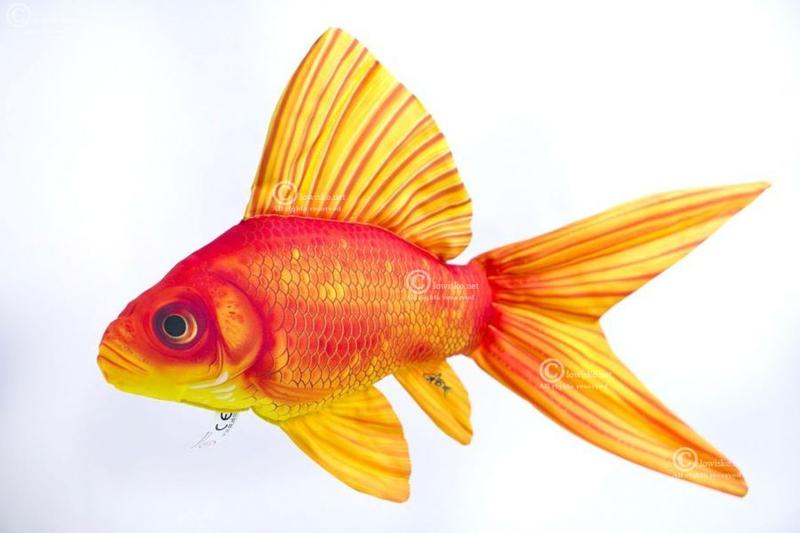 Cechy złotych rybek