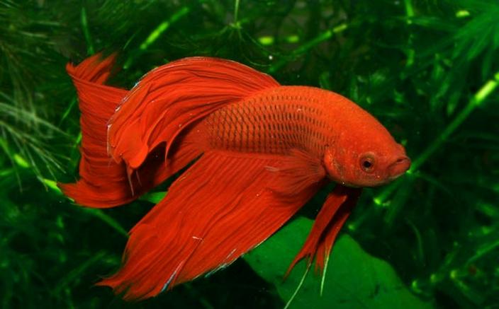 Dieta bojowników w czasie tarła