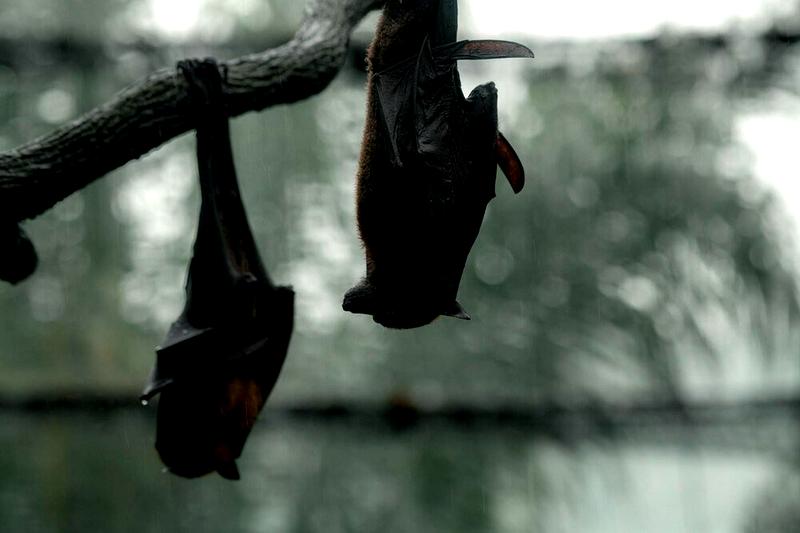 Dieta owocożernych nietoperzy