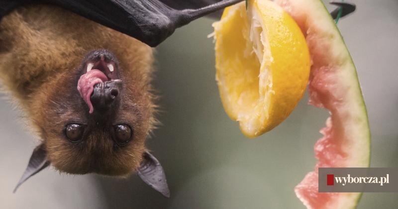 Diety nietoperzy w Polsce