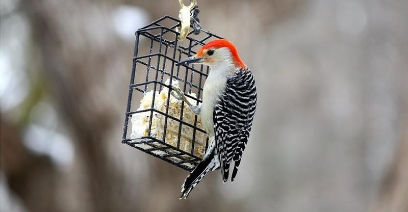 Dzięcioły w ekosystemie