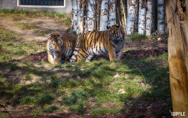 Ekosystemy a drapieżniki