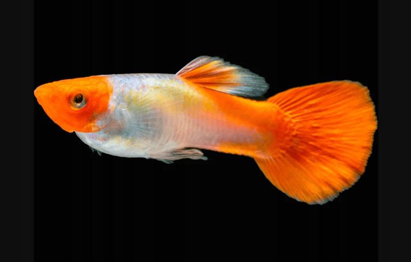 Idealne warunki w akwarium