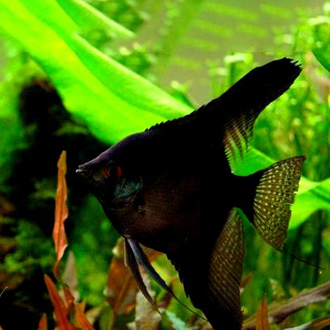 Identyfikacja płci scalara