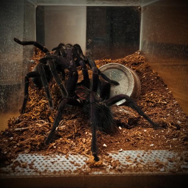 Intymne życie pająków