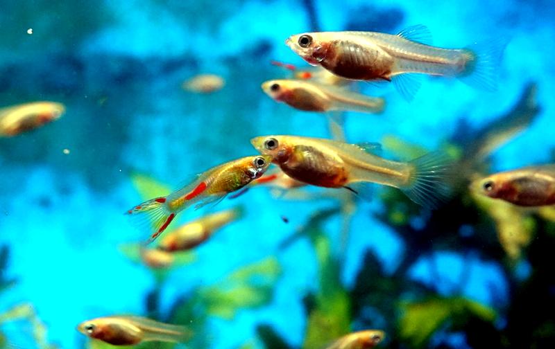 Jak dbać o rośliny w akwarium