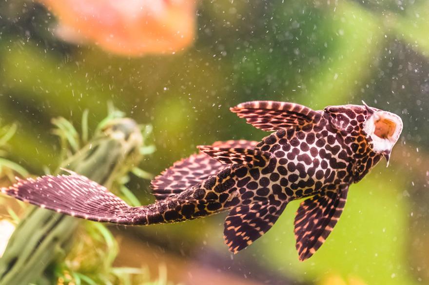 Jak karmić glonojada