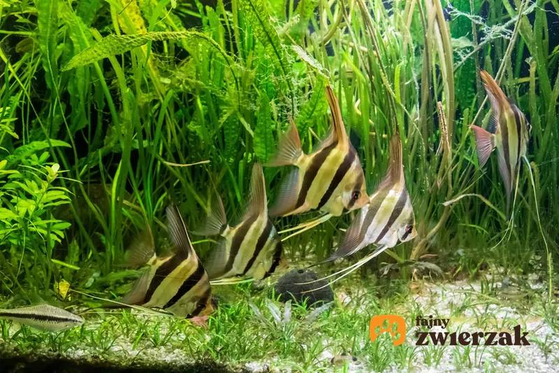 Jakość ryb i hodowla