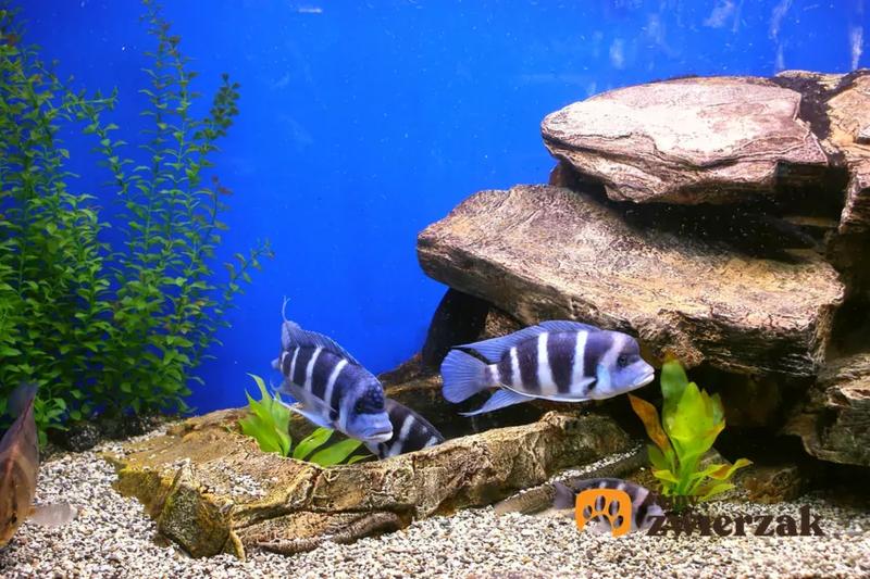 Kamienie dla pyszczaków