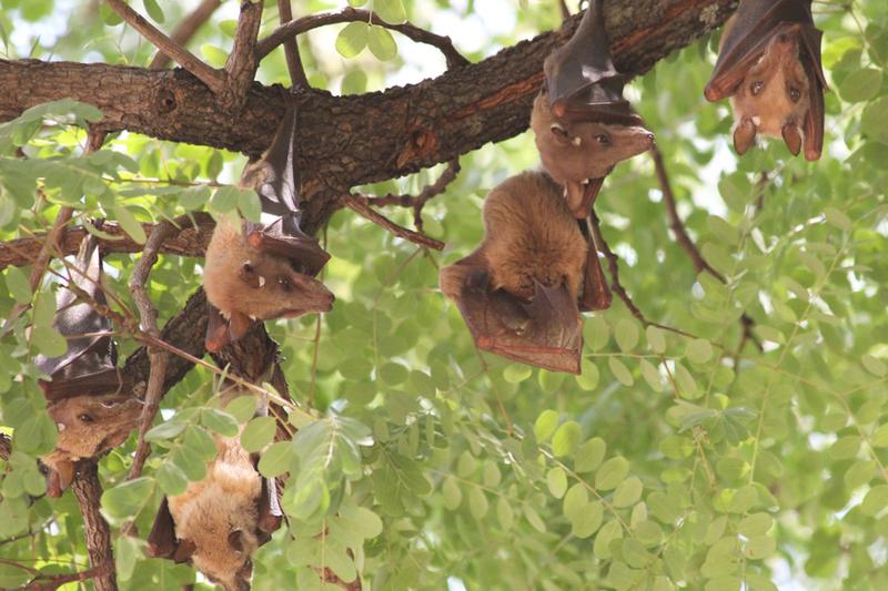 Mięsożerne nietoperze