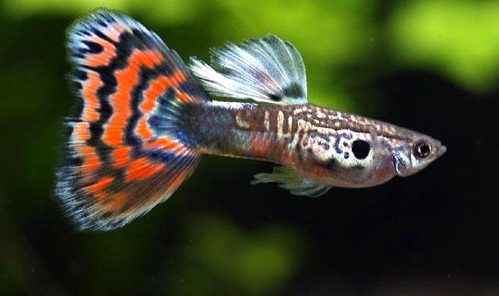 Monitorowanie temperatury w akwarium