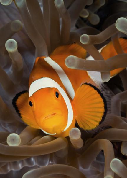 Morski świat w filmie