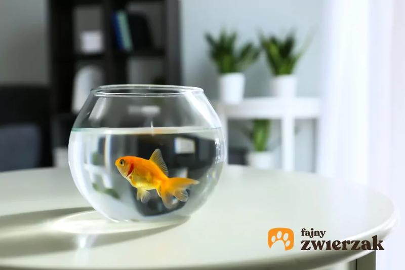 Najlepsze ryby bez filtra