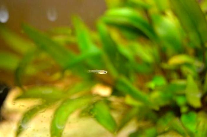 Narybek gupika w akwarium