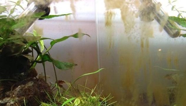 Naturalne metody zwalczania